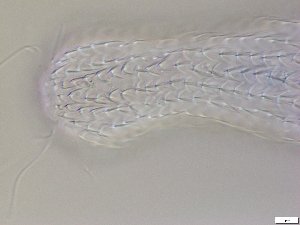  ( - GA_12.5)  @11 [ ] Copyright (2016) Malgorzata Kolicka Department of Animal Taxonomy and Ecology; Adam Mickiewicz University, Poznan