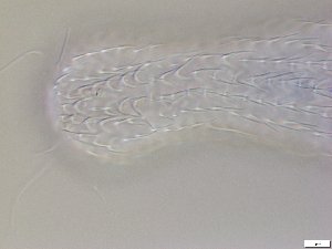  ( - GA_12.5)  @11 [ ] Copyright (2016) Malgorzata Kolicka Department of Animal Taxonomy and Ecology; Adam Mickiewicz University, Poznan