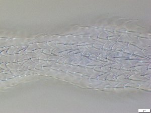 ( - GA_12.5)  @11 [ ] Copyright (2016) Malgorzata Kolicka Department of Animal Taxonomy and Ecology; Adam Mickiewicz University, Poznan