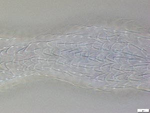  ( - GA_12.5)  @11 [ ] Copyright (2016) Malgorzata Kolicka Department of Animal Taxonomy and Ecology; Adam Mickiewicz University, Poznan