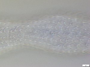  ( - GA_12.5)  @11 [ ] Copyright (2016) Malgorzata Kolicka Department of Animal Taxonomy and Ecology; Adam Mickiewicz University, Poznan