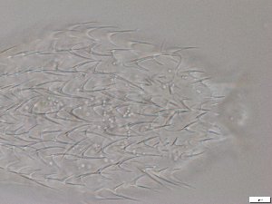  ( - GA_12.5)  @11 [ ] Copyright (2016) Malgorzata Kolicka Department of Animal Taxonomy and Ecology; Adam Mickiewicz University, Poznan