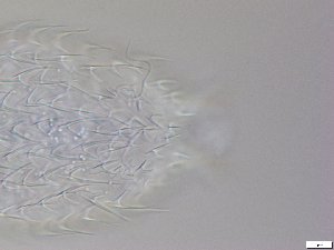  ( - GA_12.5)  @11 [ ] Copyright (2016) Malgorzata Kolicka Department of Animal Taxonomy and Ecology; Adam Mickiewicz University, Poznan