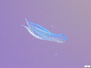  ( - GA_15.5)  @11 [ ] Copyright (2016) Malgorzata Kolicka Department of Animal Taxonomy and Ecology; Adam Mickiewicz University, Poznan