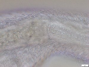  ( - GA_15.5)  @11 [ ] Copyright (2016) Malgorzata Kolicka Department of Animal Taxonomy and Ecology; Adam Mickiewicz University, Poznan