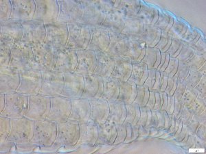  ( - GA_15.5)  @11 [ ] Copyright (2016) Malgorzata Kolicka Department of Animal Taxonomy and Ecology; Adam Mickiewicz University, Poznan