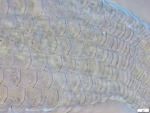  ( - GA_15.5)  @11 [ ] Copyright (2016) Malgorzata Kolicka Department of Animal Taxonomy and Ecology; Adam Mickiewicz University, Poznan