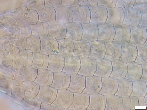 ( - GA_15.5)  @11 [ ] Copyright (2016) Malgorzata Kolicka Department of Animal Taxonomy and Ecology; Adam Mickiewicz University, Poznan