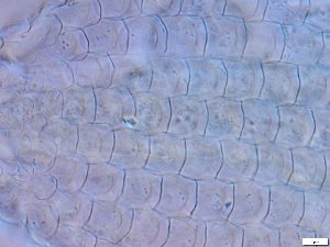  ( - GA_15.5)  @11 [ ] Copyright (2016) Malgorzata Kolicka Department of Animal Taxonomy and Ecology; Adam Mickiewicz University, Poznan