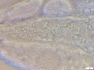  ( - GA_15.5)  @11 [ ] Copyright (2016) Malgorzata Kolicka Department of Animal Taxonomy and Ecology; Adam Mickiewicz University, Poznan
