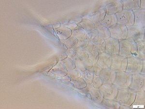  ( - GA_15.5)  @11 [ ] Copyright (2016) Malgorzata Kolicka Department of Animal Taxonomy and Ecology; Adam Mickiewicz University, Poznan