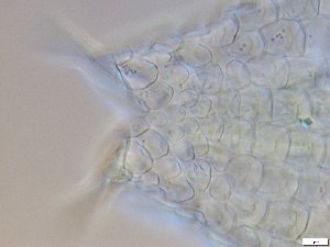  ( - GA_15.5)  @11 [ ] Copyright (2016) Malgorzata Kolicka Department of Animal Taxonomy and Ecology; Adam Mickiewicz University, Poznan