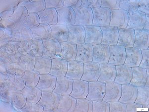  ( - GA_15.5)  @11 [ ] Copyright (2016) Malgorzata Kolicka Department of Animal Taxonomy and Ecology; Adam Mickiewicz University, Poznan