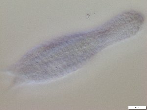  ( - GA_15.5)  @11 [ ] Copyright (2016) Malgorzata Kolicka Department of Animal Taxonomy and Ecology; Adam Mickiewicz University, Poznan