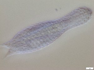  ( - GA_15.5)  @11 [ ] Copyright (2016) Malgorzata Kolicka Department of Animal Taxonomy and Ecology; Adam Mickiewicz University, Poznan