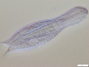  ( - GA_15.5)  @11 [ ] Copyright (2016) Malgorzata Kolicka Department of Animal Taxonomy and Ecology; Adam Mickiewicz University, Poznan