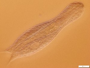  ( - GA_15.5)  @11 [ ] Copyright (2016) Malgorzata Kolicka Department of Animal Taxonomy and Ecology; Adam Mickiewicz University, Poznan