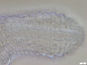  ( - GA_15.5)  @11 [ ] Copyright (2016) Malgorzata Kolicka Department of Animal Taxonomy and Ecology; Adam Mickiewicz University, Poznan