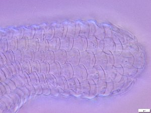  ( - GA_15.5)  @11 [ ] Copyright (2016) Malgorzata Kolicka Department of Animal Taxonomy and Ecology; Adam Mickiewicz University, Poznan