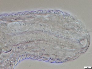  ( - GA_15.5)  @11 [ ] Copyright (2016) Malgorzata Kolicka Department of Animal Taxonomy and Ecology; Adam Mickiewicz University, Poznan