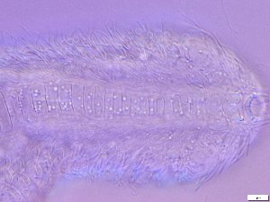  ( - GA_15.5)  @11 [ ] Copyright (2016) Malgorzata Kolicka Department of Animal Taxonomy and Ecology; Adam Mickiewicz University, Poznan