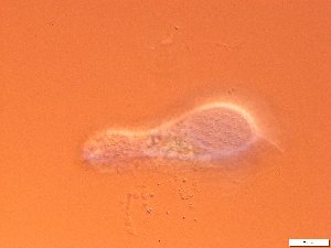  ( - GA_19.10)  @11 [ ] Copyright (2016) Malgorzata Kolicka Department of Animal Taxonomy and Ecology; Adam Mickiewicz University, Poznan