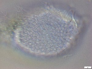  ( - GA_19.10)  @11 [ ] Copyright (2016) Malgorzata Kolicka Department of Animal Taxonomy and Ecology; Adam Mickiewicz University, Poznan