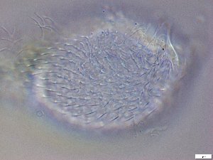  ( - GA_19.10)  @11 [ ] Copyright (2016) Malgorzata Kolicka Department of Animal Taxonomy and Ecology; Adam Mickiewicz University, Poznan