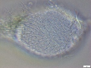  ( - GA_19.10)  @11 [ ] Copyright (2016) Malgorzata Kolicka Department of Animal Taxonomy and Ecology; Adam Mickiewicz University, Poznan