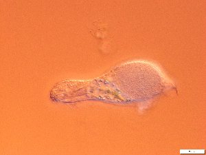  ( - GA_19.10)  @11 [ ] Copyright (2016) Malgorzata Kolicka Department of Animal Taxonomy and Ecology; Adam Mickiewicz University, Poznan