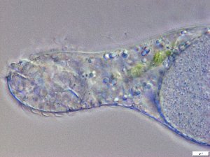  ( - GA_19.10)  @11 [ ] Copyright (2016) Malgorzata Kolicka Department of Animal Taxonomy and Ecology; Adam Mickiewicz University, Poznan