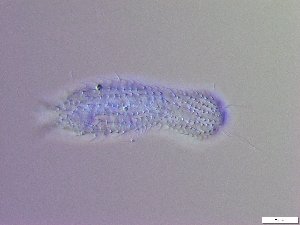  ( - GA_19.20)  @11 [ ] Copyright (2016) Malgorzata Kolicka Department of Animal Taxonomy and Ecology; Adam Mickiewicz University, Poznan