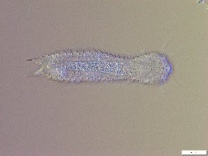  ( - GA_19.20)  @11 [ ] Copyright (2016) Malgorzata Kolicka Department of Animal Taxonomy and Ecology; Adam Mickiewicz University, Poznan