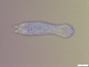  ( - GA_19.20)  @11 [ ] Copyright (2016) Malgorzata Kolicka Department of Animal Taxonomy and Ecology; Adam Mickiewicz University, Poznan