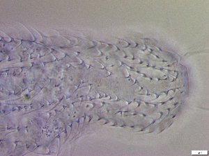  ( - GA_19.20)  @11 [ ] Copyright (2016) Malgorzata Kolicka Department of Animal Taxonomy and Ecology; Adam Mickiewicz University, Poznan