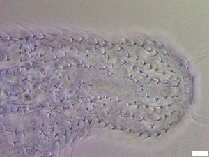  ( - GA_19.20)  @11 [ ] Copyright (2016) Malgorzata Kolicka Department of Animal Taxonomy and Ecology; Adam Mickiewicz University, Poznan