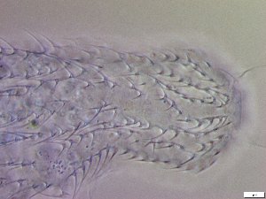  ( - GA_19.20)  @11 [ ] Copyright (2016) Malgorzata Kolicka Department of Animal Taxonomy and Ecology; Adam Mickiewicz University, Poznan