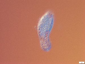 ( - GA_19.21)  @11 [ ] Copyright (2016) Malgorzata Kolicka Department of Animal Taxonomy and Ecology; Adam Mickiewicz University, Poznan