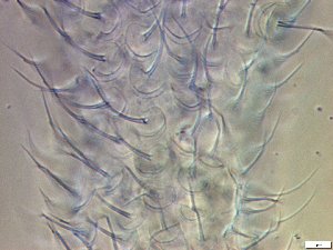  ( - GA_19.21)  @11 [ ] Copyright (2016) Malgorzata Kolicka Department of Animal Taxonomy and Ecology; Adam Mickiewicz University, Poznan