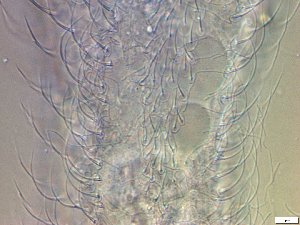  ( - GA_19.21)  @11 [ ] Copyright (2016) Malgorzata Kolicka Department of Animal Taxonomy and Ecology; Adam Mickiewicz University, Poznan