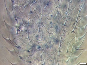  ( - GA_19.21)  @11 [ ] Copyright (2016) Malgorzata Kolicka Department of Animal Taxonomy and Ecology; Adam Mickiewicz University, Poznan