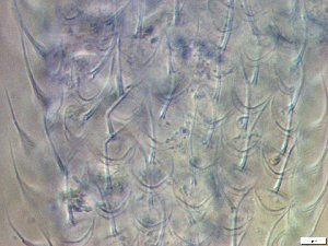  ( - GA_19.21)  @11 [ ] Copyright (2016) Malgorzata Kolicka Department of Animal Taxonomy and Ecology; Adam Mickiewicz University, Poznan