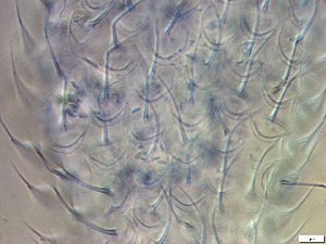  ( - GA_19.21)  @11 [ ] Copyright (2016) Malgorzata Kolicka Department of Animal Taxonomy and Ecology; Adam Mickiewicz University, Poznan