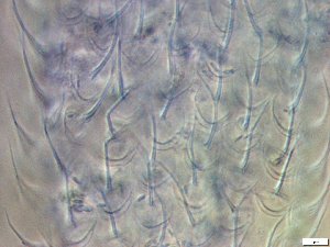  ( - GA_19.21)  @11 [ ] Copyright (2016) Malgorzata Kolicka Department of Animal Taxonomy and Ecology; Adam Mickiewicz University, Poznan