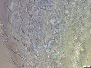  ( - GA_19.21)  @11 [ ] Copyright (2016) Malgorzata Kolicka Department of Animal Taxonomy and Ecology; Adam Mickiewicz University, Poznan