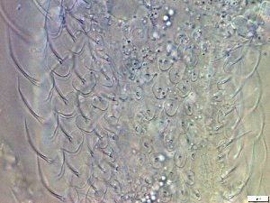  ( - GA_19.21)  @11 [ ] Copyright (2016) Malgorzata Kolicka Department of Animal Taxonomy and Ecology; Adam Mickiewicz University, Poznan