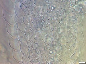  ( - GA_19.21)  @11 [ ] Copyright (2016) Malgorzata Kolicka Department of Animal Taxonomy and Ecology; Adam Mickiewicz University, Poznan