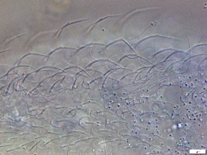  ( - GA_19.21)  @11 [ ] Copyright (2016) Malgorzata Kolicka Department of Animal Taxonomy and Ecology; Adam Mickiewicz University, Poznan