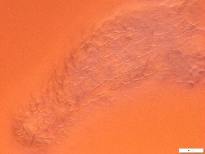  ( - GA_19.21)  @11 [ ] Copyright (2016) Malgorzata Kolicka Department of Animal Taxonomy and Ecology; Adam Mickiewicz University, Poznan