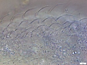  ( - GA_19.21)  @11 [ ] Copyright (2016) Malgorzata Kolicka Department of Animal Taxonomy and Ecology; Adam Mickiewicz University, Poznan